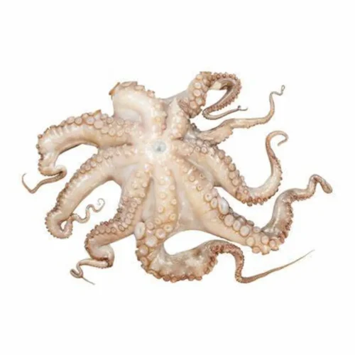 [Frozen] Mini Octopus (300g)