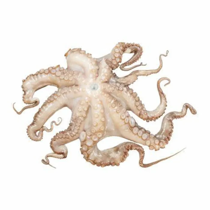 [Frozen] Mini Octopus (300g)