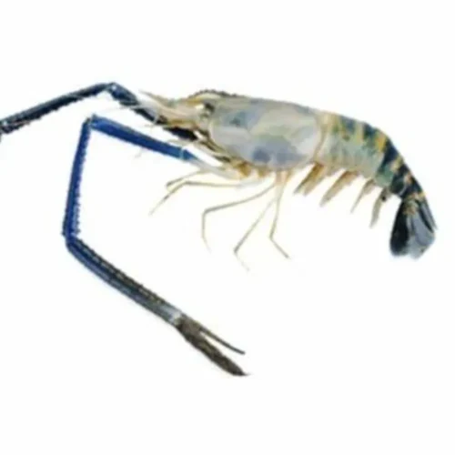 [Frozen] Prawns (700g)