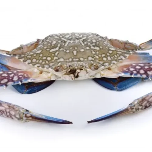 [Frozen] Flower Crab L - 800g