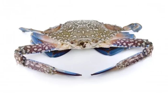[Frozen] Flower Crab L - 800g