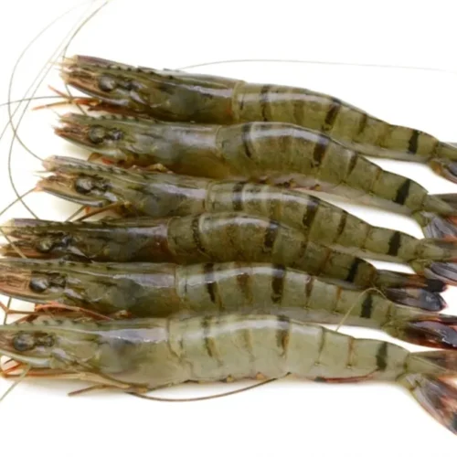 Frozen Black Tiger Prawn