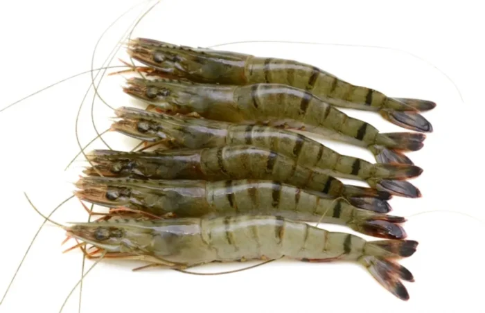 Frozen Black Tiger Prawn