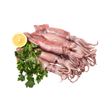 Squid & Octopus
