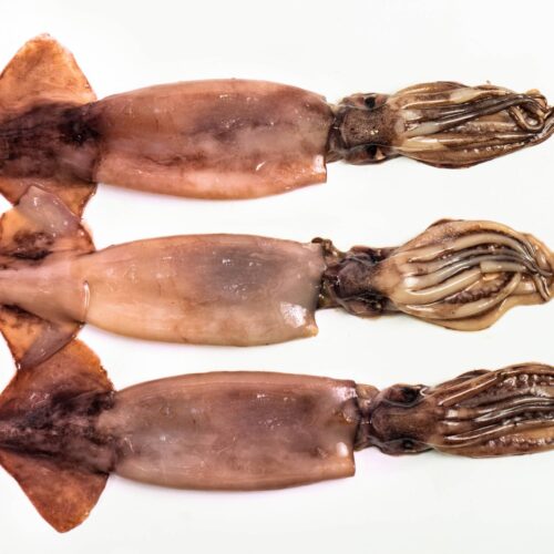Argentina Giant Squid