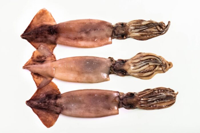 Argentina Giant Squid