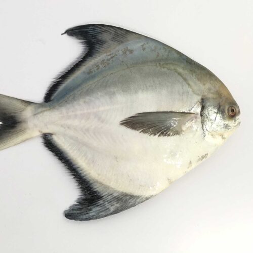 Frozen Chinese Pomfret