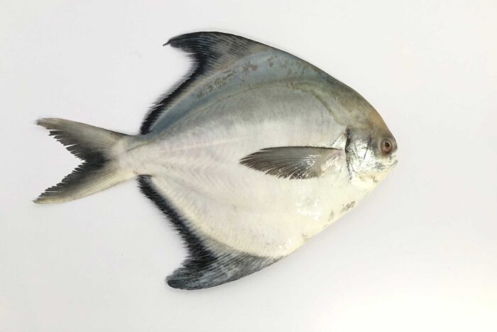 Frozen Chinese Pomfret