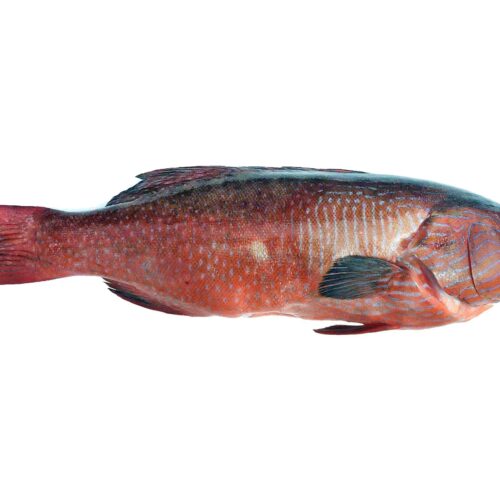 Frozen Coral Grouper