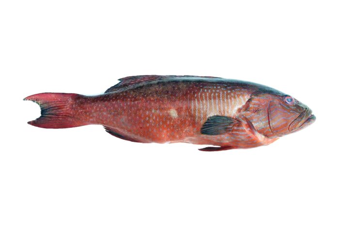 Frozen Coral Grouper