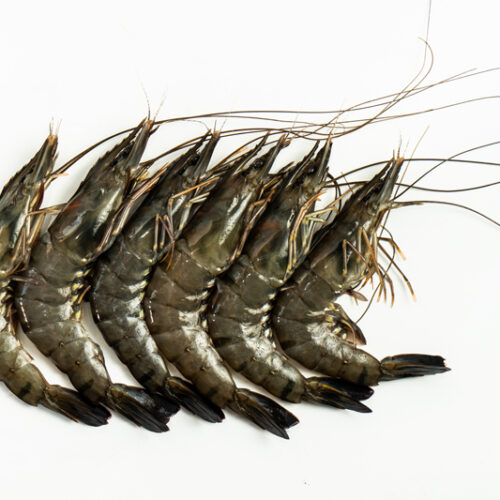 Fresh Tiger Prawn