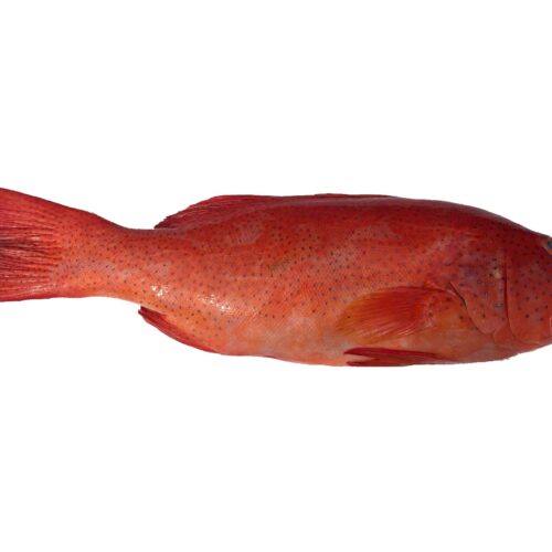 Frozen Leopard Coral Grouper 1kg - 1.5kg
