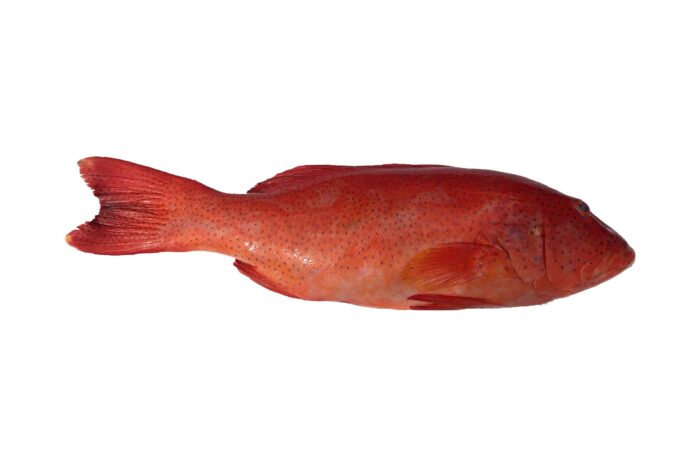 Frozen Leopard Coral Grouper 1kg - 1.5kg