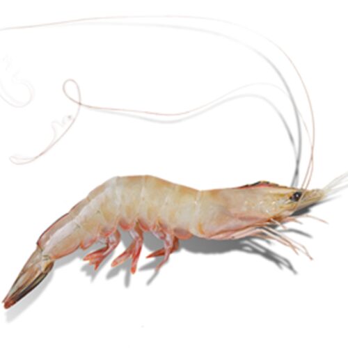 Frozen Ming Prawn