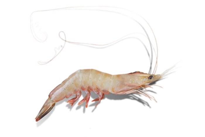Frozen Ming Prawn