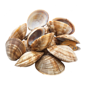 Shellfish & Clams