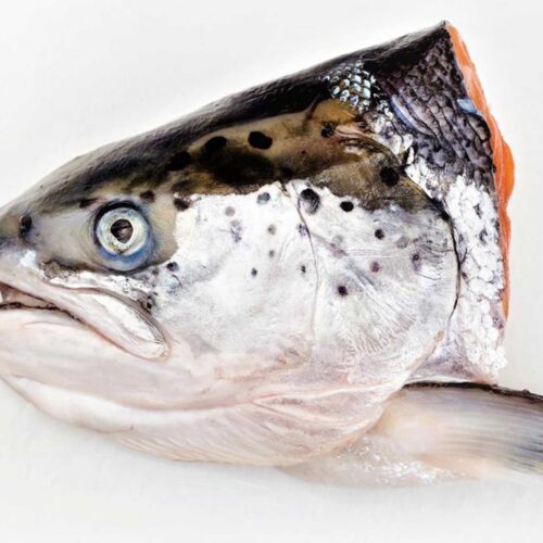 Salmon Fish Head