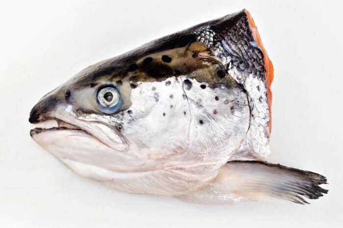 Salmon Fish Head