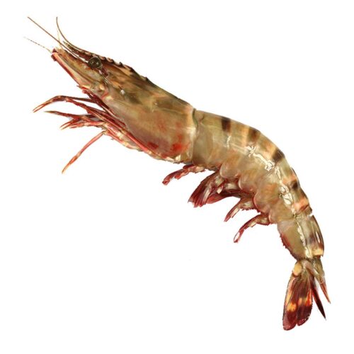 Big Sea Tiger Prawn