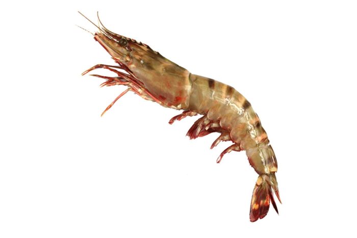 Big Sea Tiger Prawn